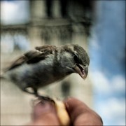 [oiseaux II. du Notre Dame]