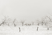 [karavan]