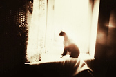 [pinholecat]