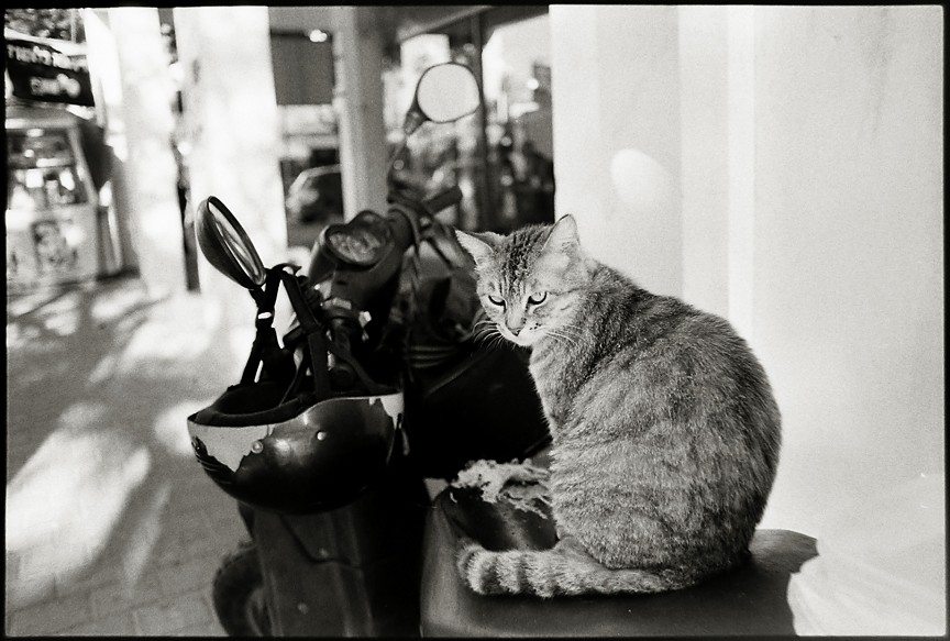 [motocat]