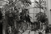 [power planting i.]
