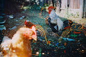 [S(3) holiday on village]