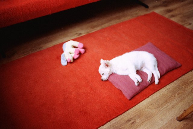 [hello doggy!]