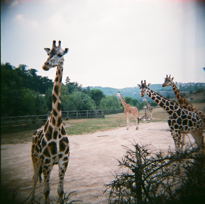 [mOje malá lOmO zOO]